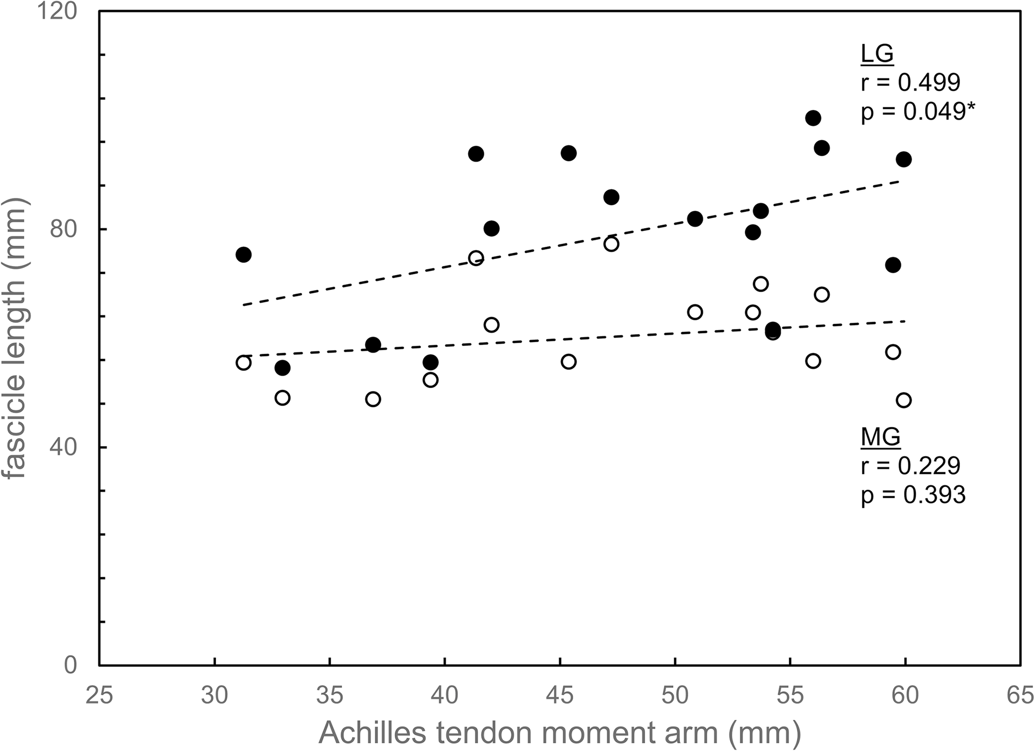 Fascicle lengths of lateral and medial gastrocnemius plotted against Achilles tendon moment arm.