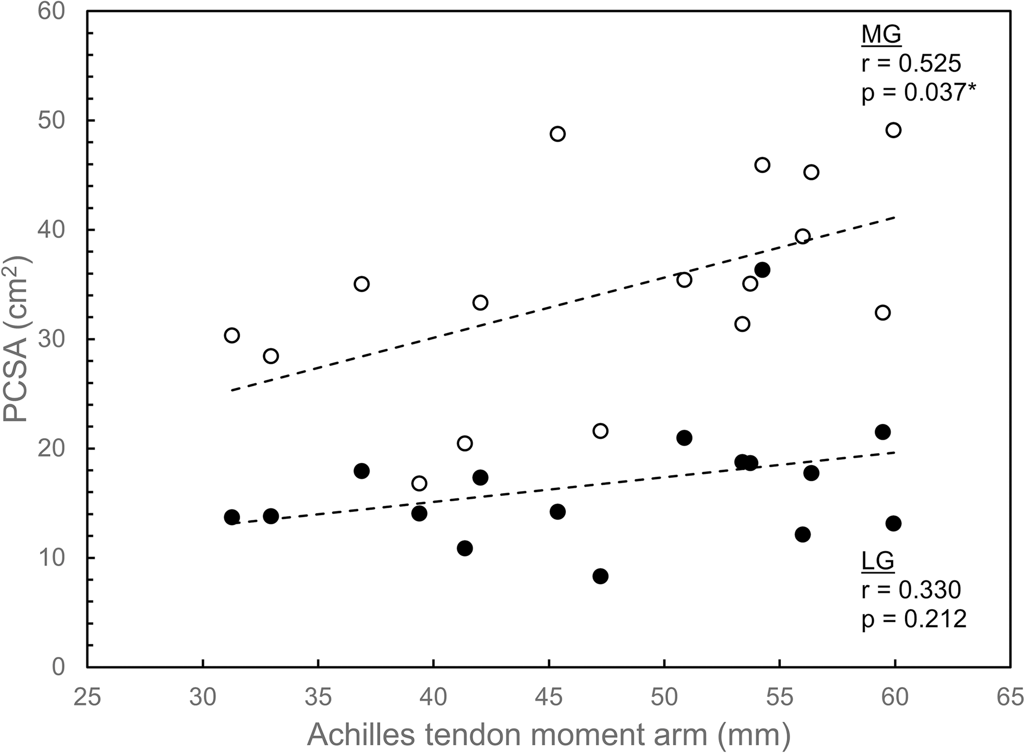 Lateral and medial gastrocnemius physiological cross-sectional area plotted against Achilles tendon moment arm.