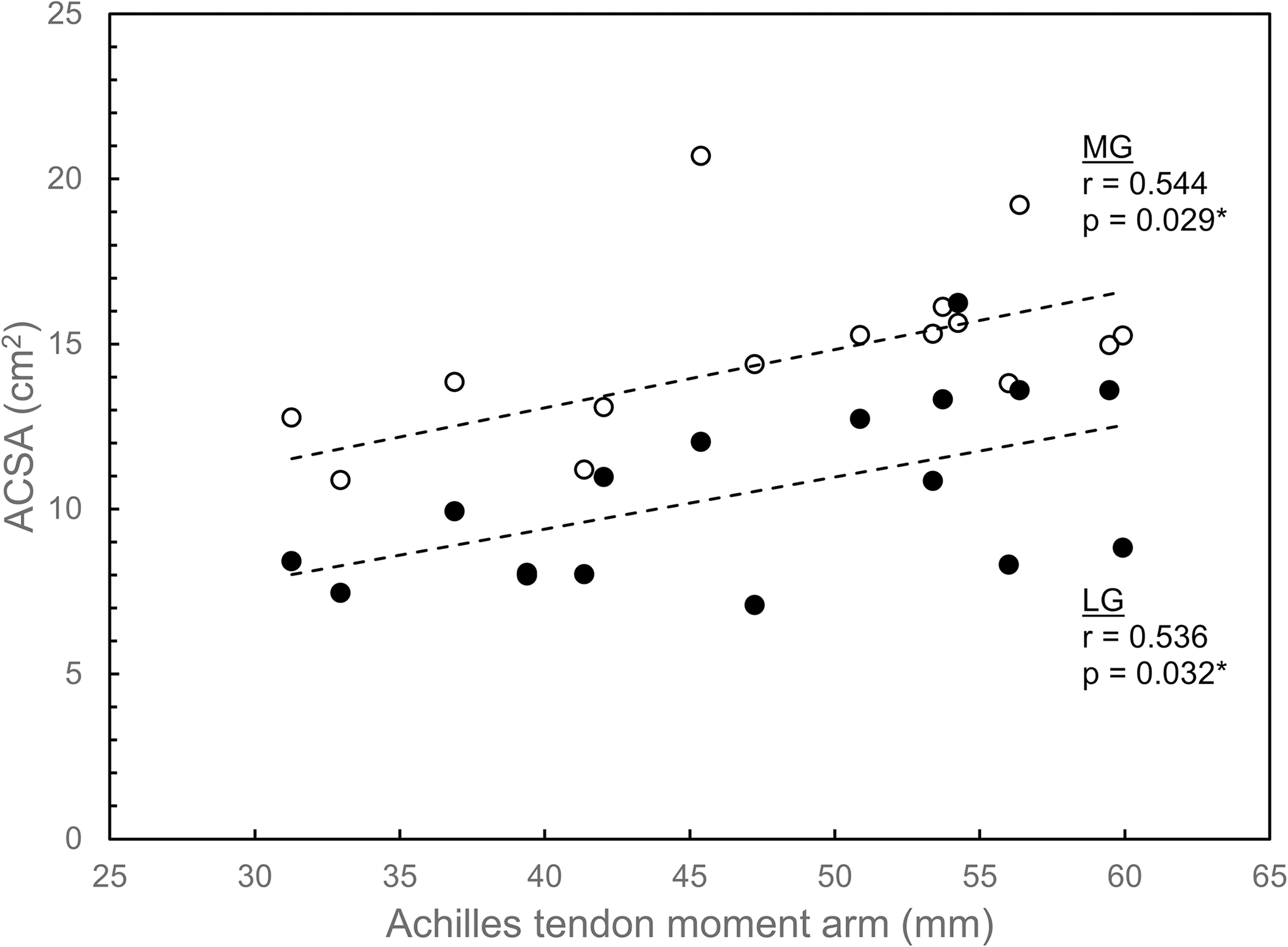 Lateral and medial gastrocnemius anatomical cross-sectional area plotted against Achilles tendon moment arm.